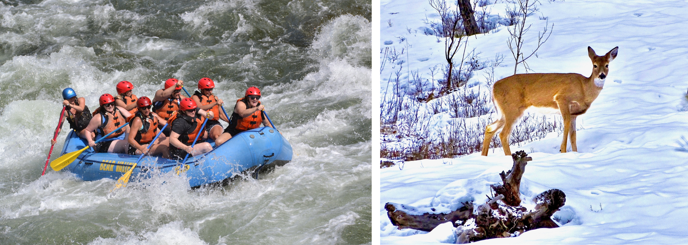 Twin Falls Kayaking and Wildlife